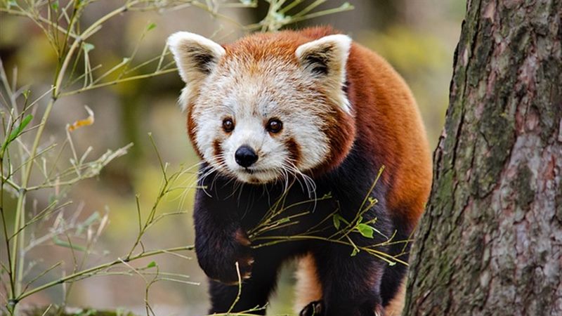 幸运熊猫老虎机（Lucky Panda Slot）主题配图：复古街机与休闲游戏场景